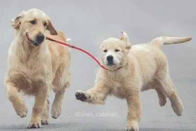 dogs playing