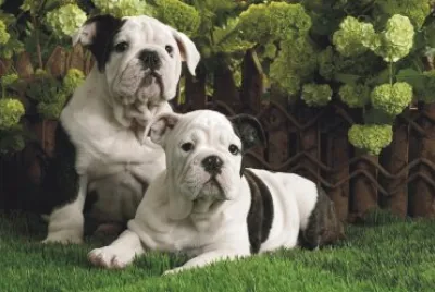 dogs in the garden