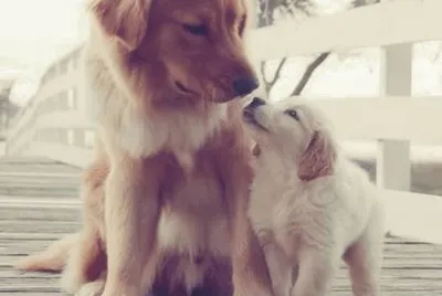 dogs