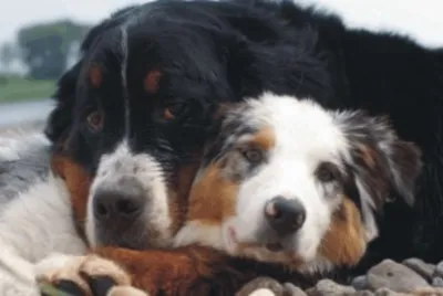 dogs