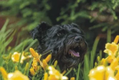 dog in flowers