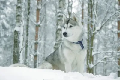 dog in the snow