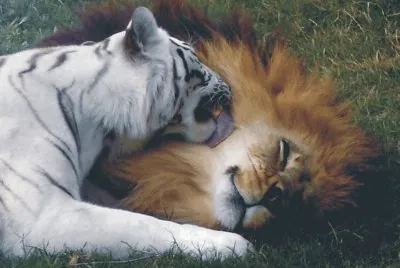 lion and tiger