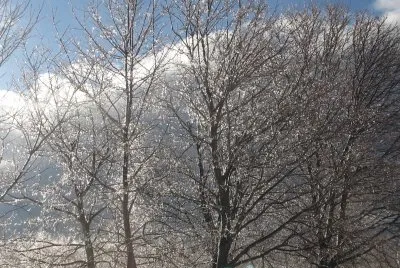 Sparkly trees in morning sun
