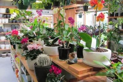 Plants and Flowers-Store Display