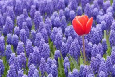 Tulip in Purple Flower Field