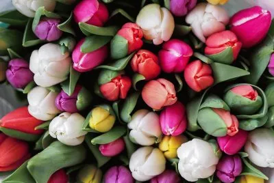 Tulips