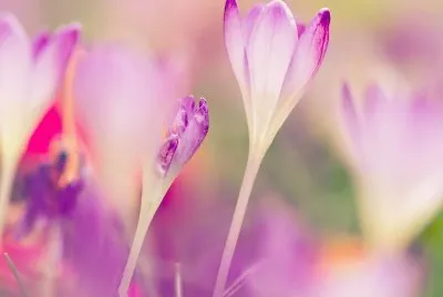 Bunt