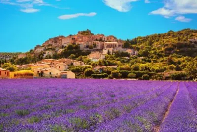 פאזל של Campos de flor de Lavanda-Francia