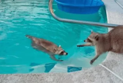 Rompecabezas de Mapaches
