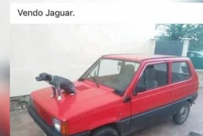 jaguar jigsaw puzzle