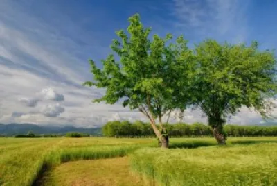 nature