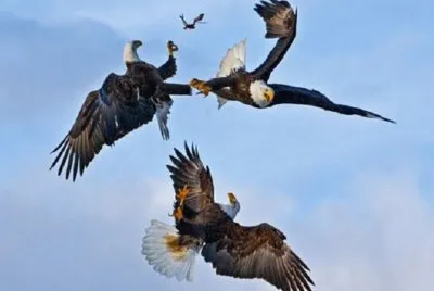 PLEITO DE AGUILAS
