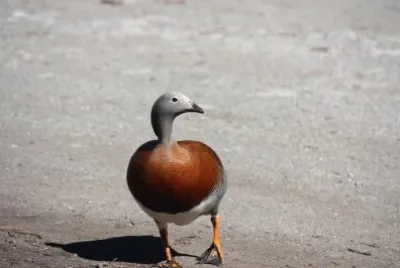 CormorÃ¡n