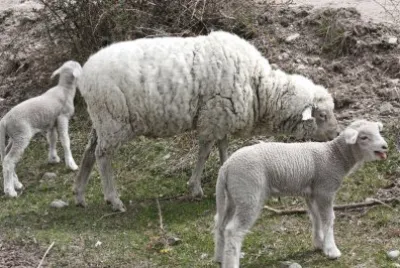 naturalezas, varios