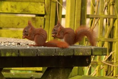 Squirrels