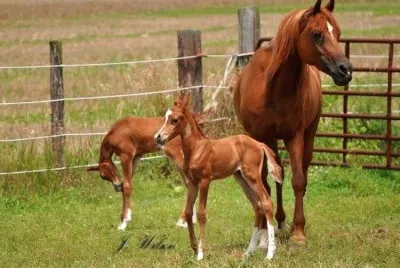 twins