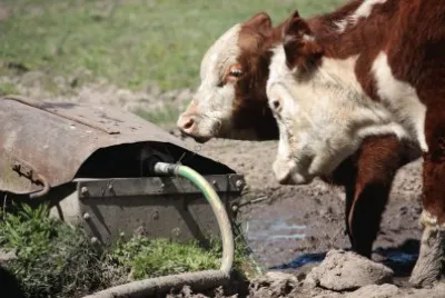 Vacas