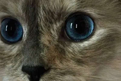 kitty