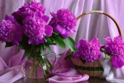 Beautiful Purple Peonies-Still Life