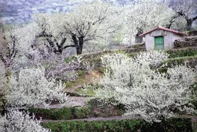 Cerezos en flor-Valle del Jerte