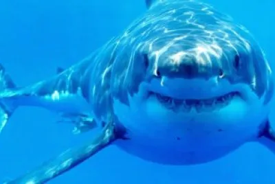 Shark