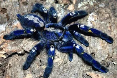 arachnid