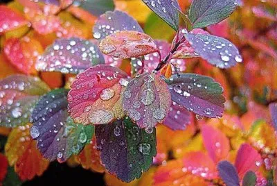 dew