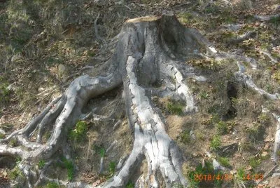 BURCINA