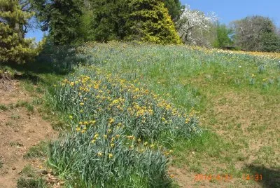 BURCINA