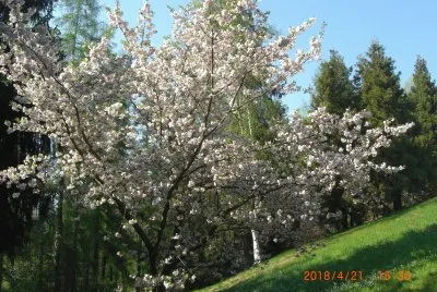 BURCINA