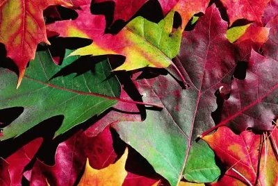 fall leaves