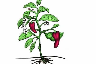 Estructuras de la planta