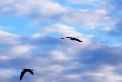 Gaviotas en Playa del Carmen.