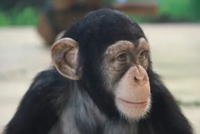 Scimmia ape