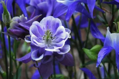 Blue flower jigsaw puzzle