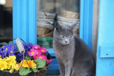 springtime cat jigsaw puzzle