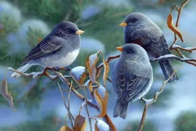 Little birds