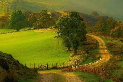 meadow