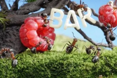 ant
