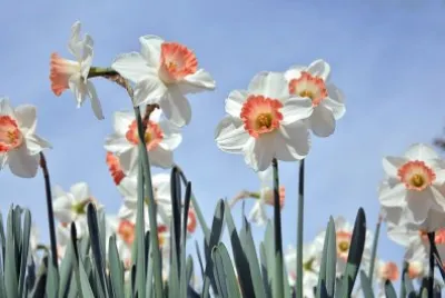 flors i violes jigsaw puzzle