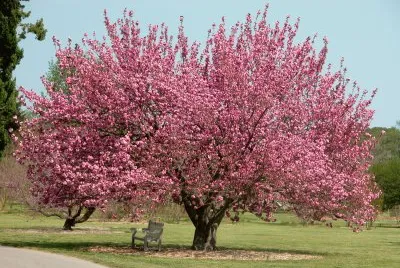 pink tree