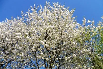 printemps Ã  Giverny