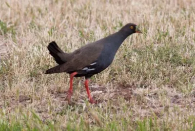 Gallinella codanera