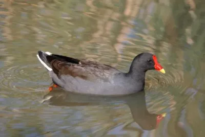 Gallinula telebrosa