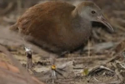 Gallirallus insignis