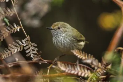 Tasmanian thornbill