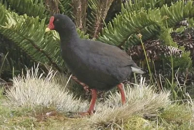 Gallinula comeri