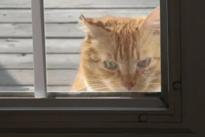Peek-a-boo!  Anybody home?