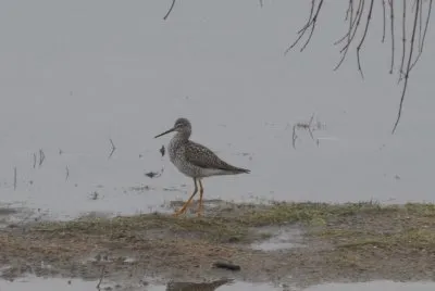Sandpiper at edge of spring swamp